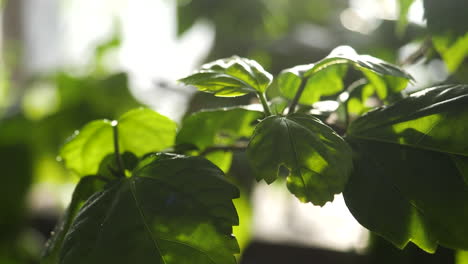 close-up of green leaves with water drops in sunlight