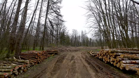 Holzstapel-Aus-Natürlichen-Schnittholzstämmen,-Holzstämme-Im-Wilden-Wald---Drohnenschuss