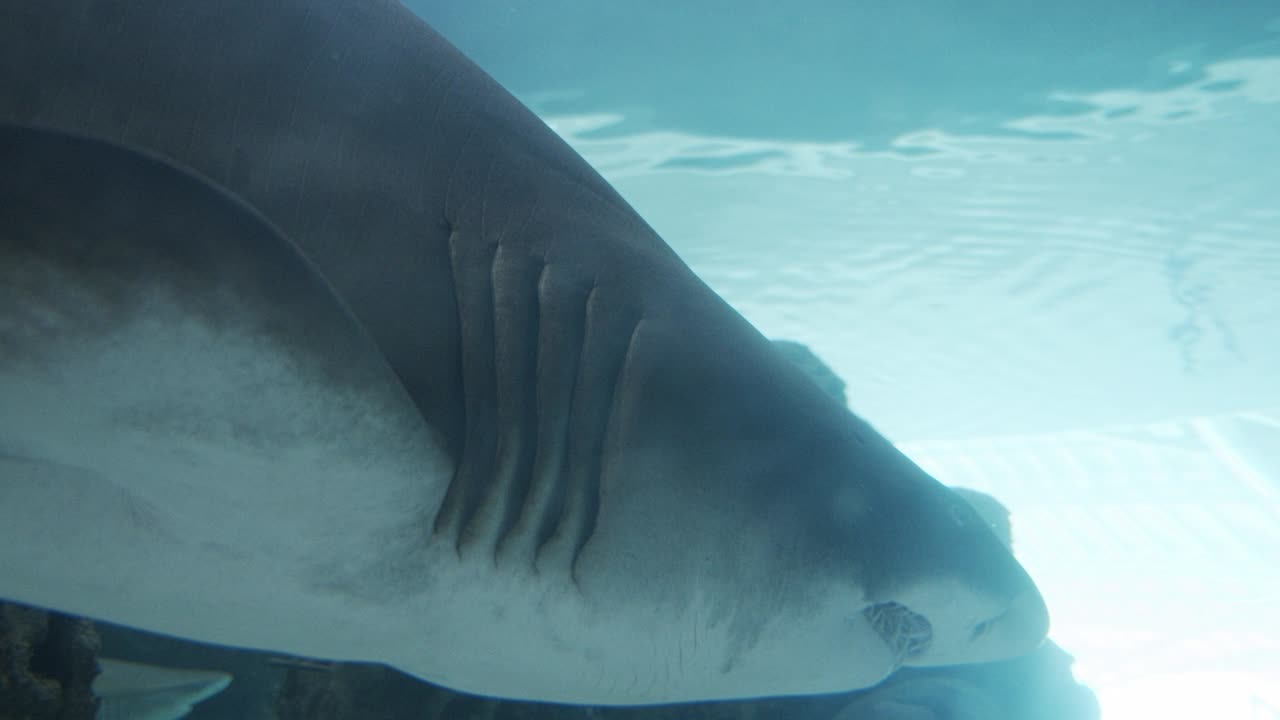 Closeup Shot of Scary Shot of Shark and Its Jaws in Oceanarium