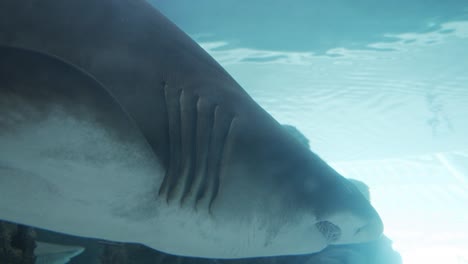closeup shot of scary shot of shark and its jaws in oceanarium