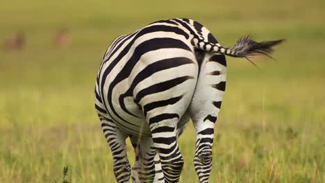 zebra rear back up close showing stripes and tail moving flicking, african wildlife in maasai mara national reserve, kenya, africa safari animals in masai mara north conservancy