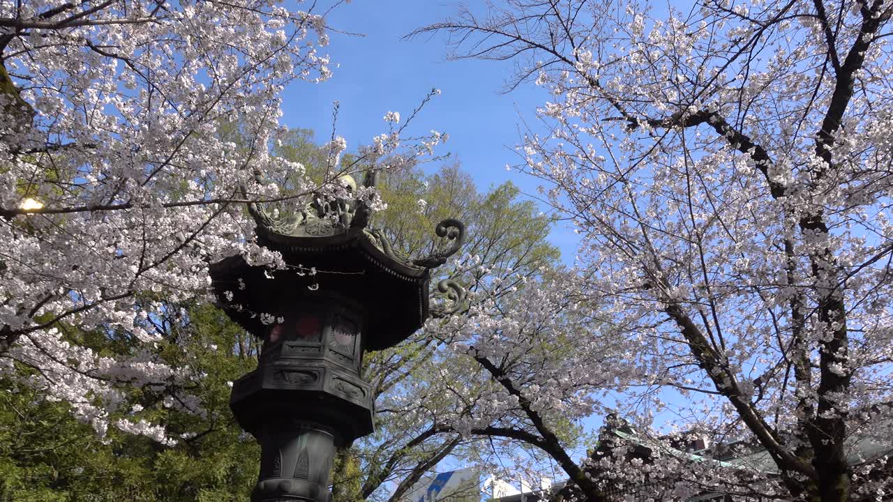 panorámica a través de hermosos árboles de sakura rosados y el típico pilar de piedra japonés