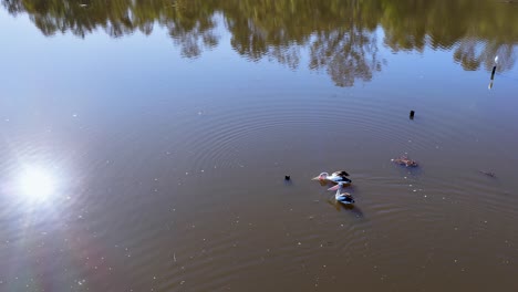 three australian pelicans glide across a tranquil lake under bright sunlight, captured in a steady aerial shot with clear reflections and natural surroundings