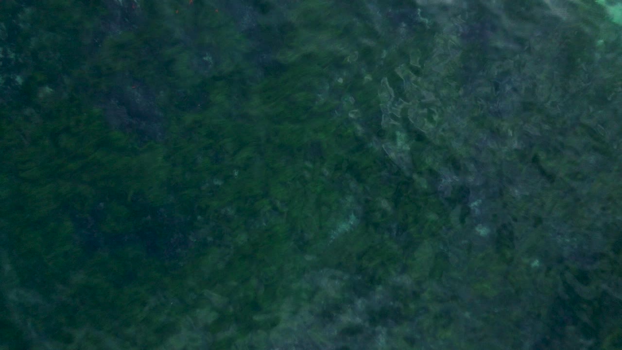 panorámica lenta del arrecife de la jolla en 4k