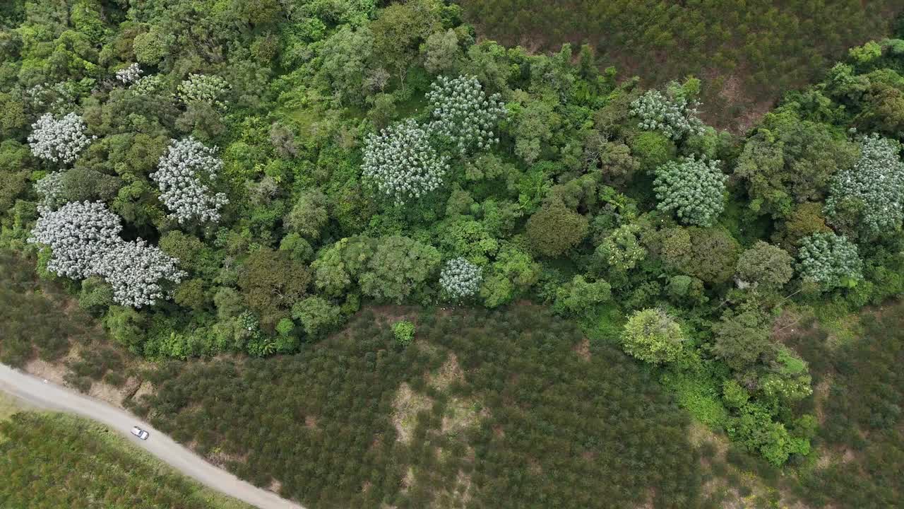 Clusters of white-blossomed trees spread across the lush forest