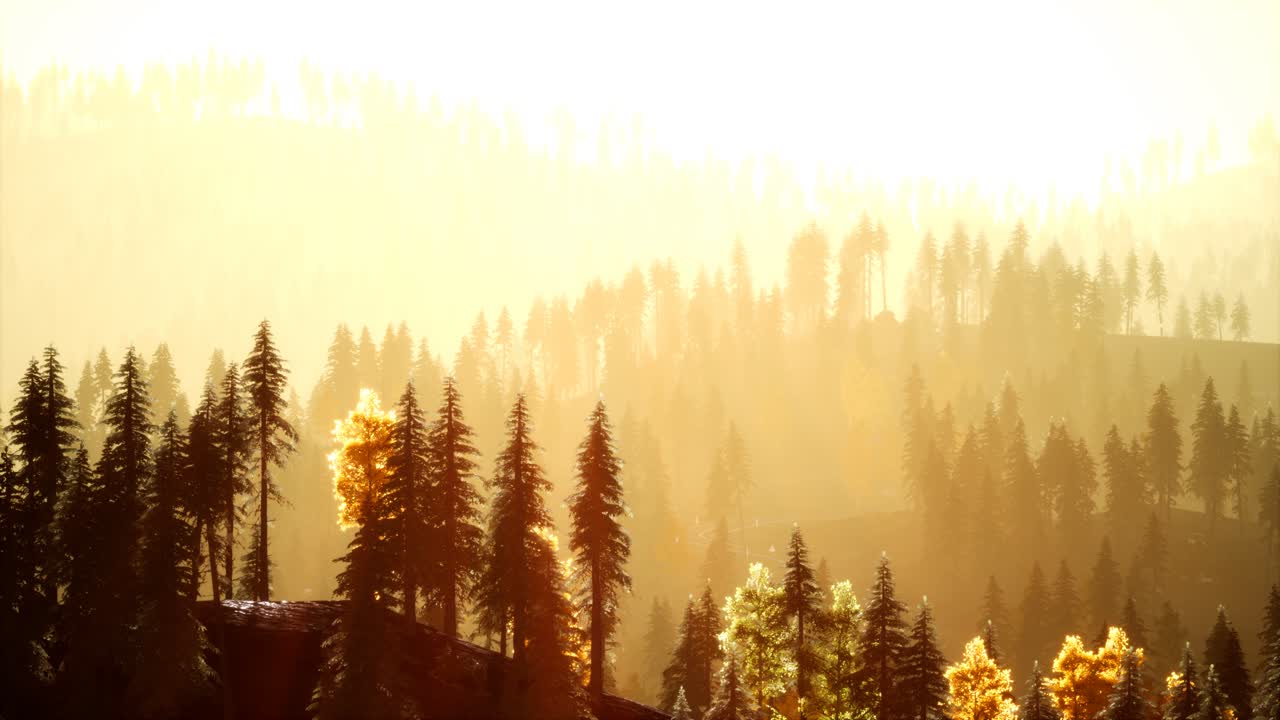 해가 지는 산의 배경에 안개에 스프루스 숲에서  ⁇ 빛