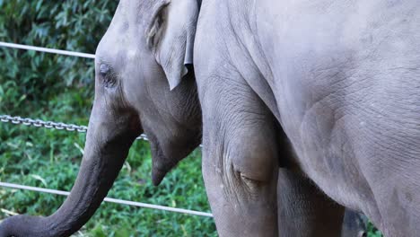 two elephants interacting in their enclosure