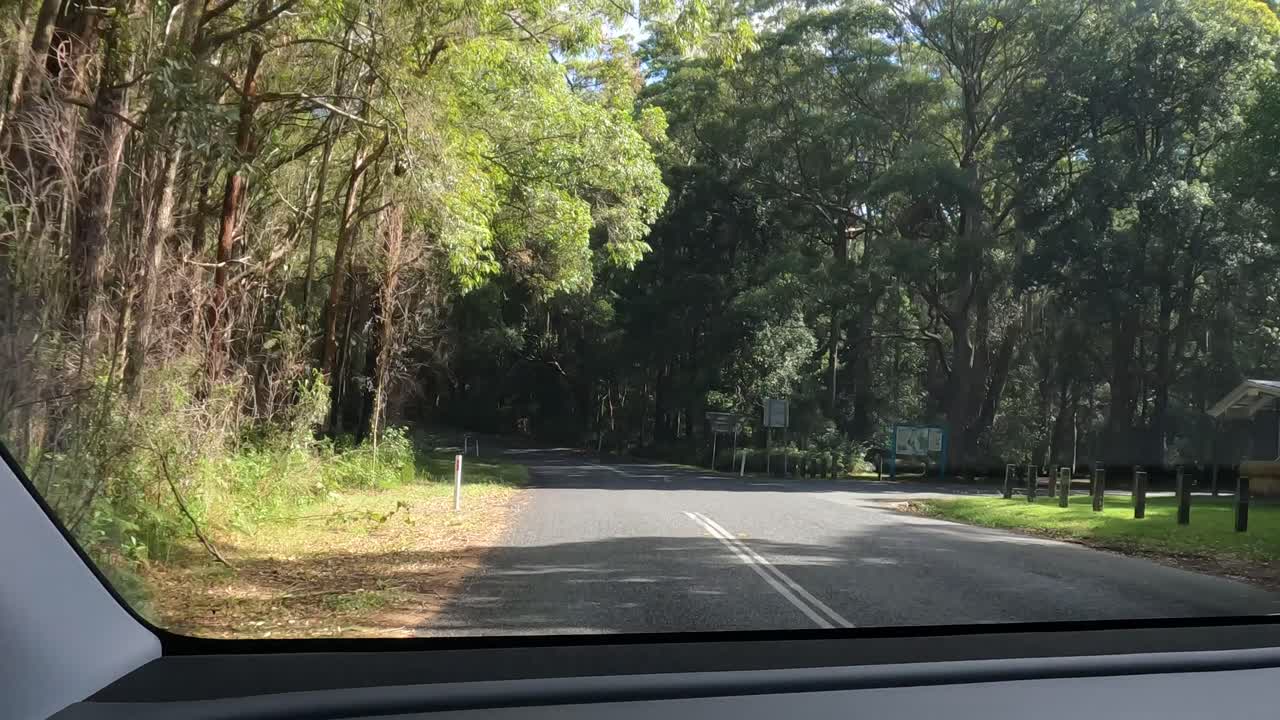 un viaje pacífico a lo largo de un camino de bosque sinuoso