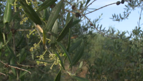olive trees in a grove