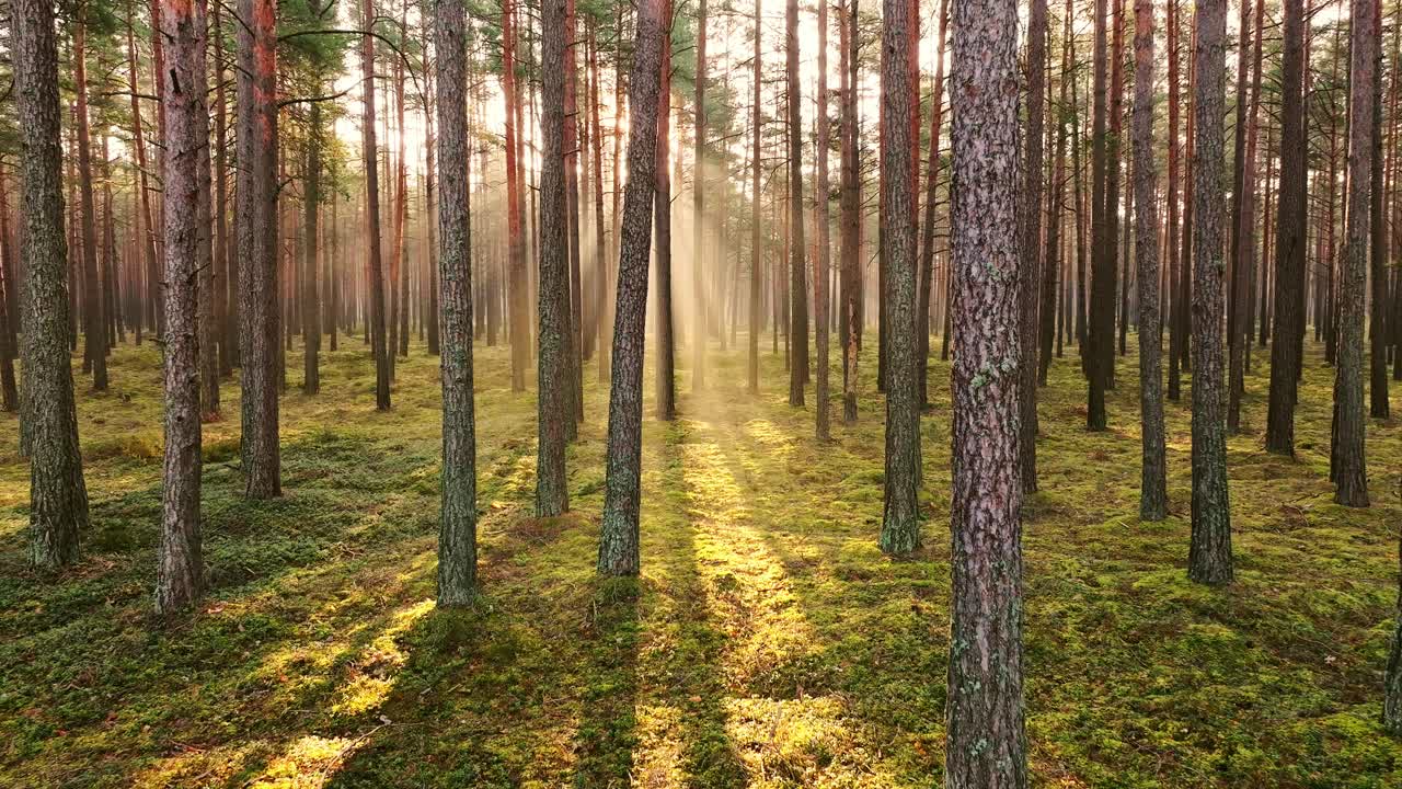 Drone flies backward, sunlit spring forest as golden rays pierce morning mist