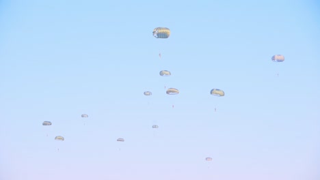 multiple parachutists descending during the airborne ede event, ginkelse heide. the clear blue sky frames the parachutes as they gracefully drift downward, showcasing the excitement of the mass drop