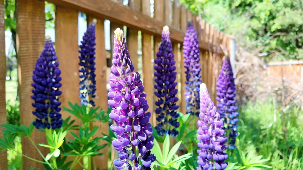 정원에서의 꽃, 정적, 평화 주제