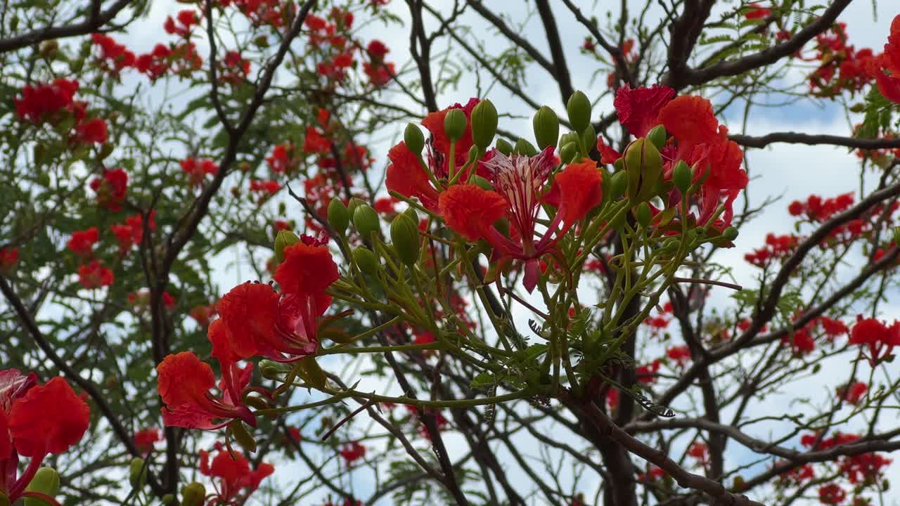 closeup shot of gulmohar flower blooming in the jungle