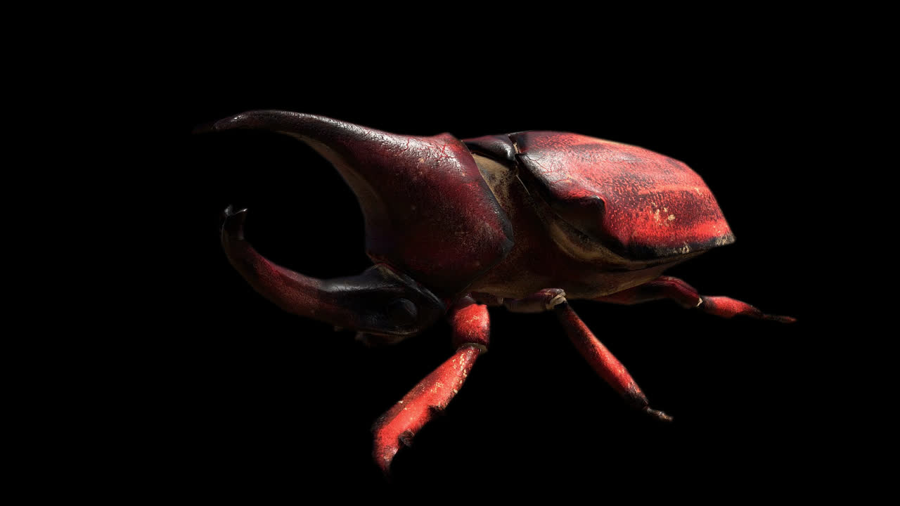 Side View Of Rhino Beetle Walking