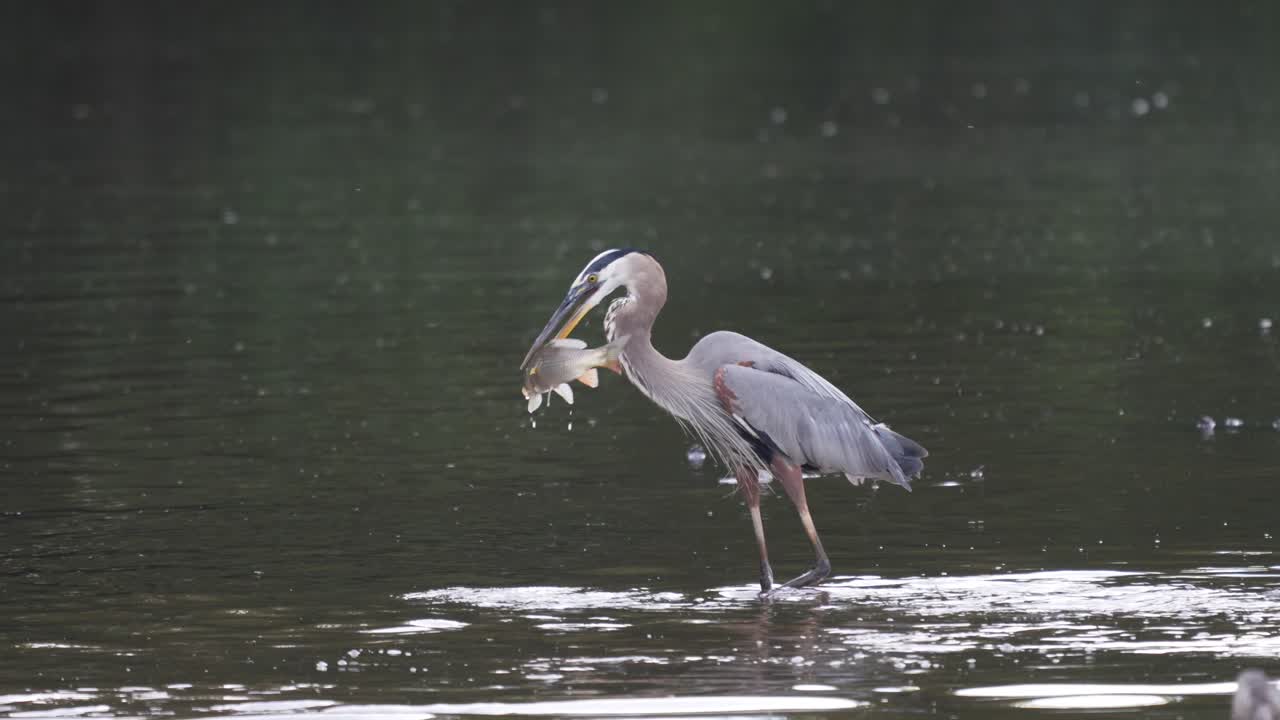 큰 파란색 헤론이 이른 아침 빛에 카르프 물고기를  ⁇ 고 있습니다.