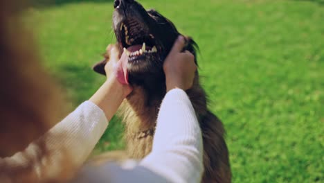 woman petting her purebred german shepherd dog, spending time outdoors