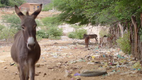 Ein-Esel-Und-Einige-Ziegen-In-Der-Nähe-Einer-Staubigen-Straße-In-Brasilien