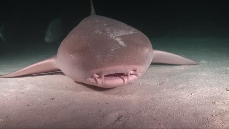 tiburón nodriza tumbado en el fondo arenoso por la noche cerca de la cámara y abierto de par en par