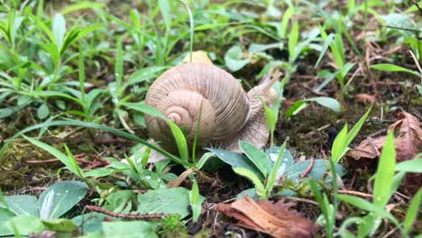 Closeup-of-shelled-garden-snail-crawling-on-earth-soil-in-4k