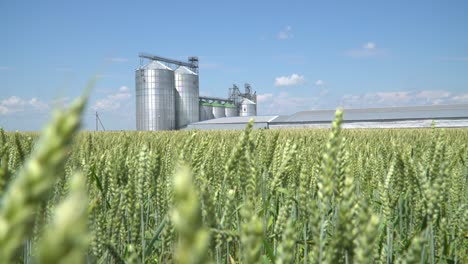 grain crops elevator shot through  green wheat field.