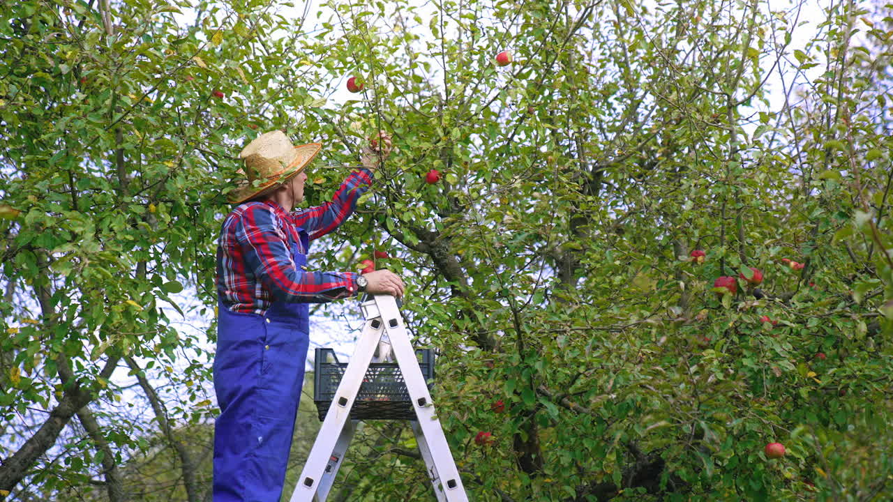 Organic agriculture tree harvesting. Farmer picking up red apples from the tree.