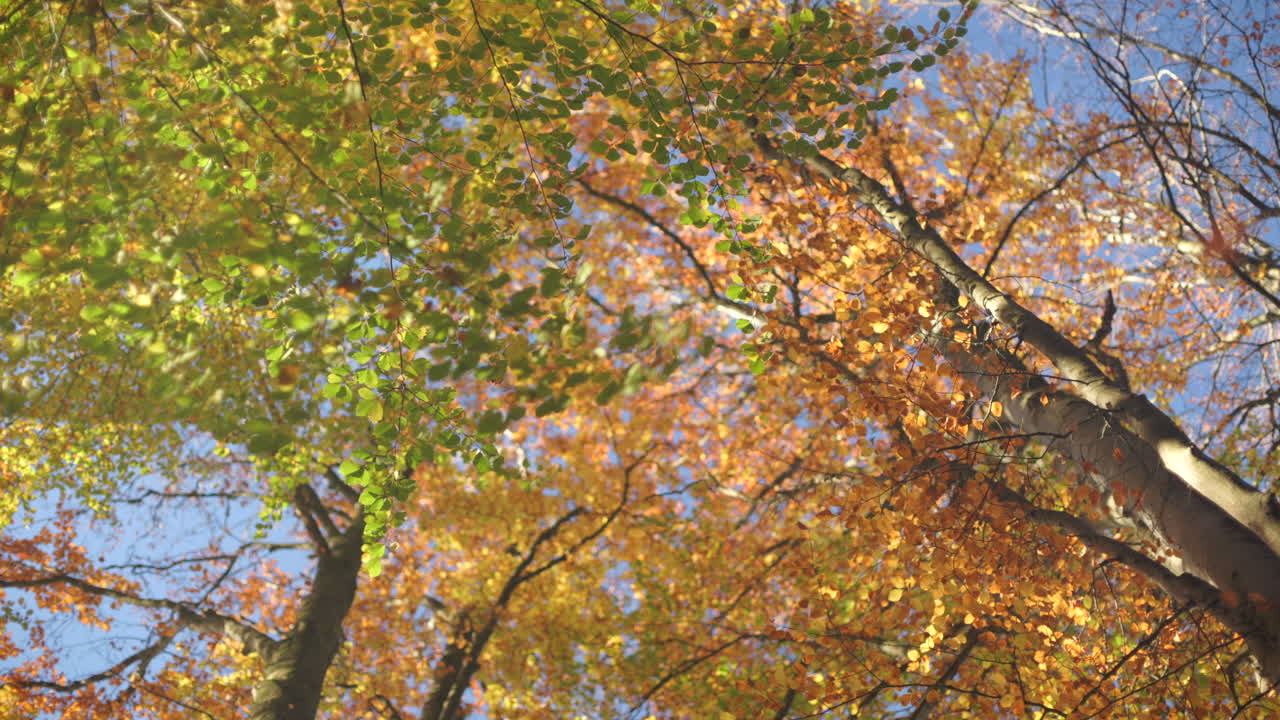 Still scene of bright fall leaves filling the composition