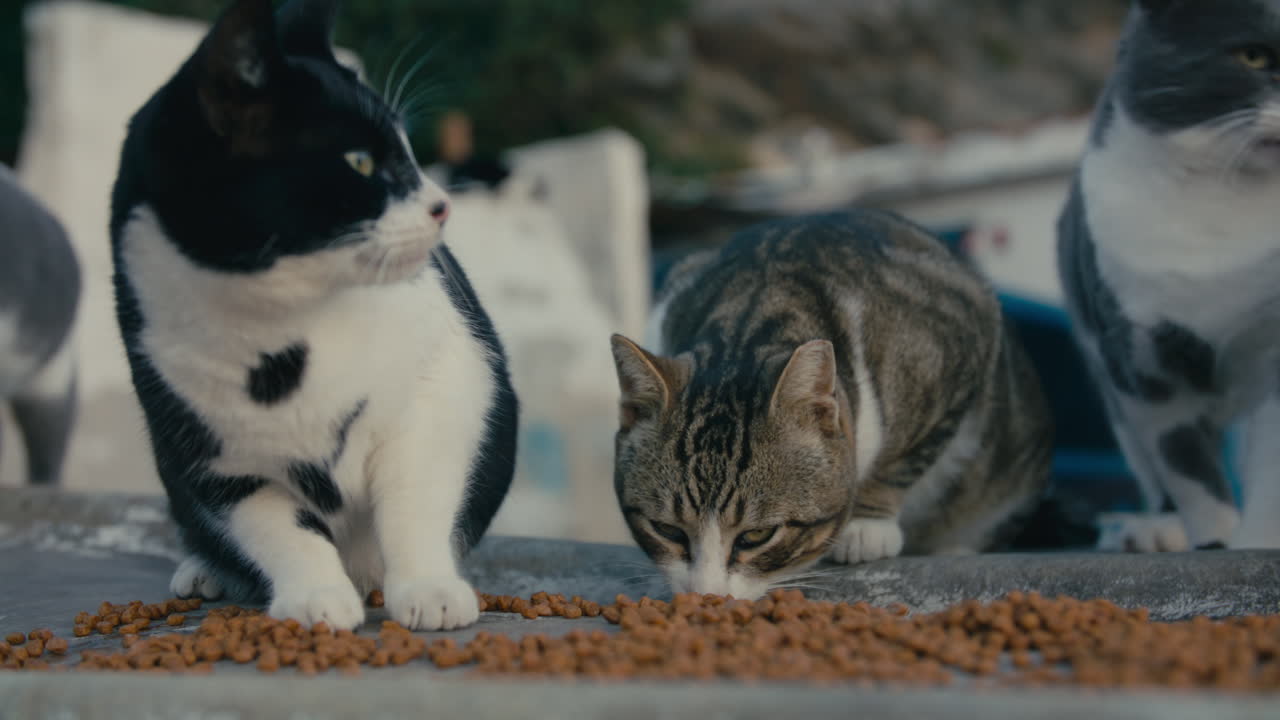 Drei streunende Katzen, schwarz-weiß, getigert und grau, dicht um Trockenfutter auf einem alten Boot versammelt, im sanften Abendlicht einer Hafenszene in Südeuropa.