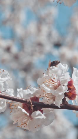 a bee flying around the almond blossom