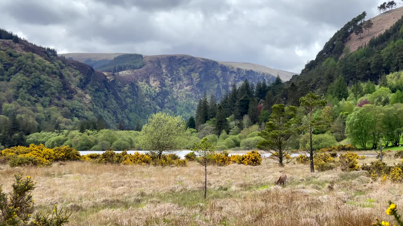 ciervos pastando en un campo en bogland, rodeado de valles glaciares, lagos y bosques
