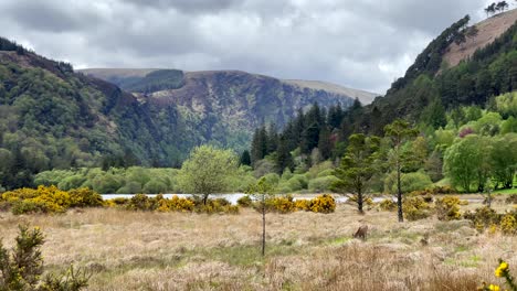 deer grazing on a field in bogland, surrounded by glacial valley, lake and woodlands