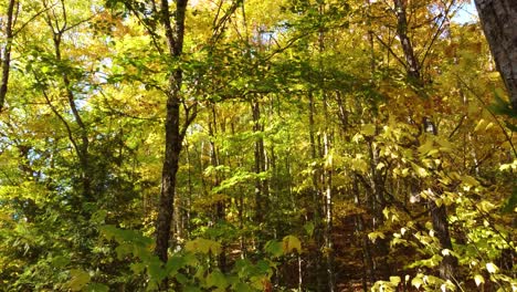 Moviéndose-Lentamente-A-Través-Del-Denso-Follaje-De-Una-Selva-Tropical-Encantada-En-El-Monte-Washington