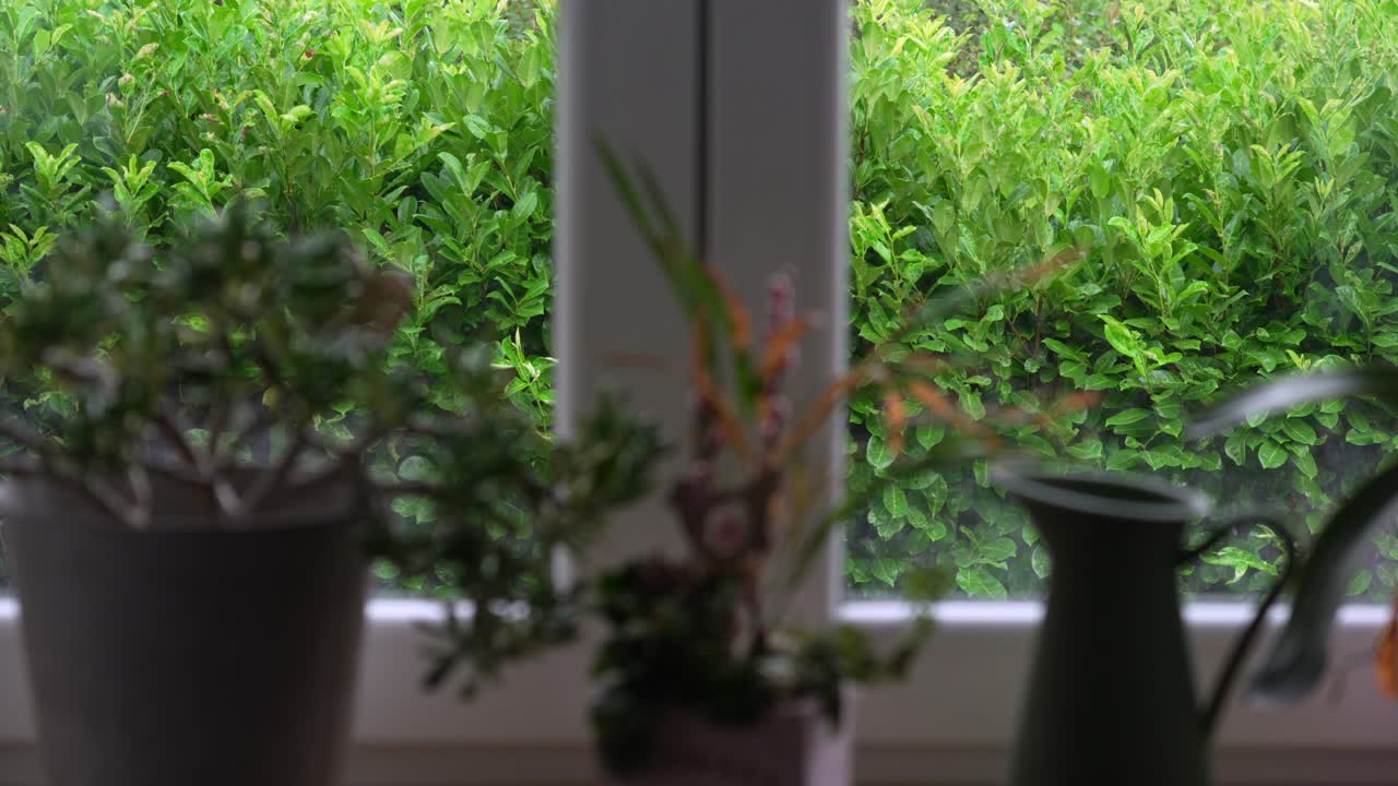 Plants decorative by the window, view of outdoor green live fence time-lapse