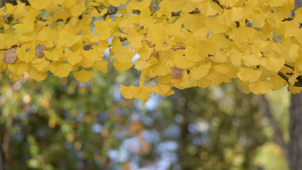 Golden ginkgo leaves with soft bokeh background