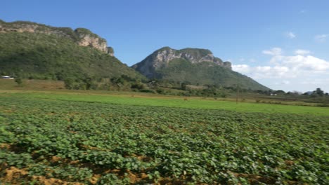 sweet potatoes field landscape panning