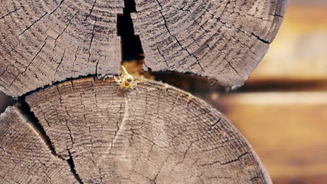 macro slow motion wasps bring construction material to build a nest between logs in a wooden summer house