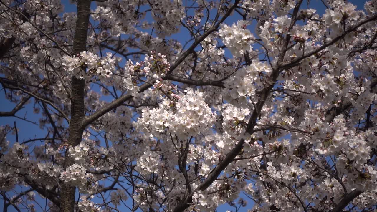 Fiori di Sakura che ondeggiano lentamente nel vento contro un cielo blu