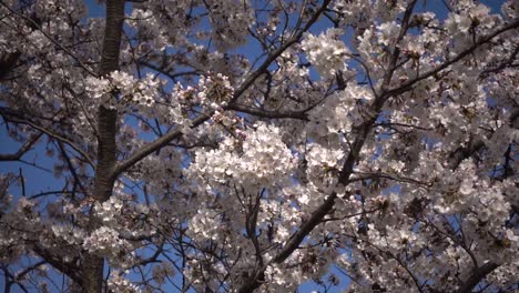 sakura slowly waving in windy weather against blue sky