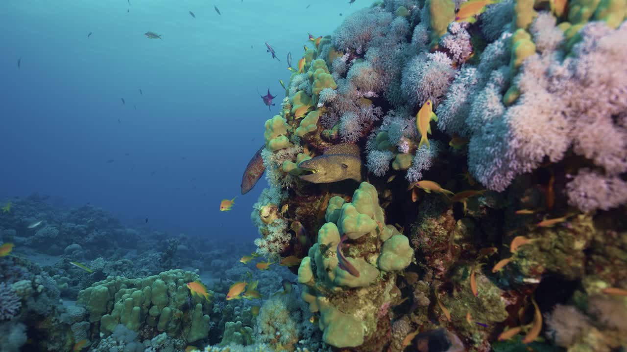 Coral reef and moray and fish. Red sea.
