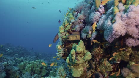 coral reef and moray and fish. red sea.