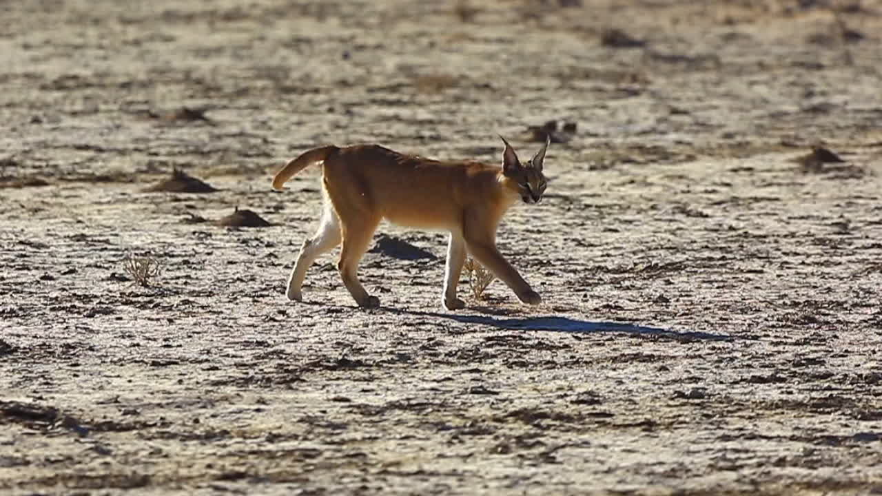 caracal salvaje caminando por tierras áridas en un día soleado, zoom de seguimiento lateral