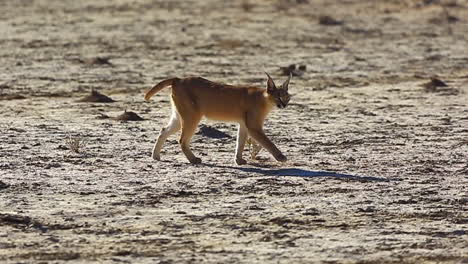 wild caracal walking across barren land on sunny day, zoom side-on tracking pan