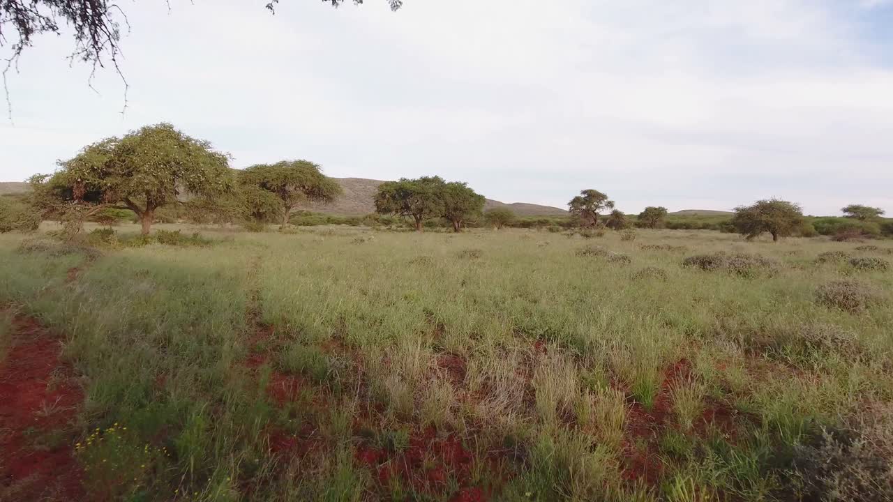Aerial view of the African savannah with scattered trees on red kalahari sand, Northern Cape, South Africa