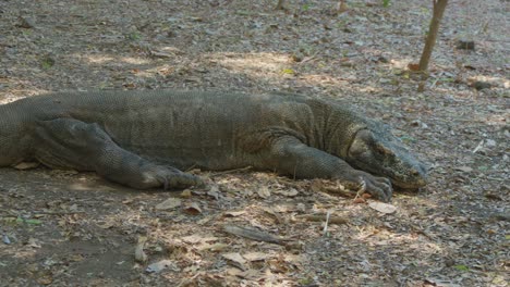 Komodo-dragon-resting-on-the-ground,-showcasing-its-prehistoric-allure