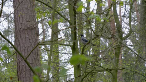 Die-Dohle-Sitzt-Auf-Einem-Ast-Im-Wald-Und-Springt-Auf-Einen-Höheren-Ast