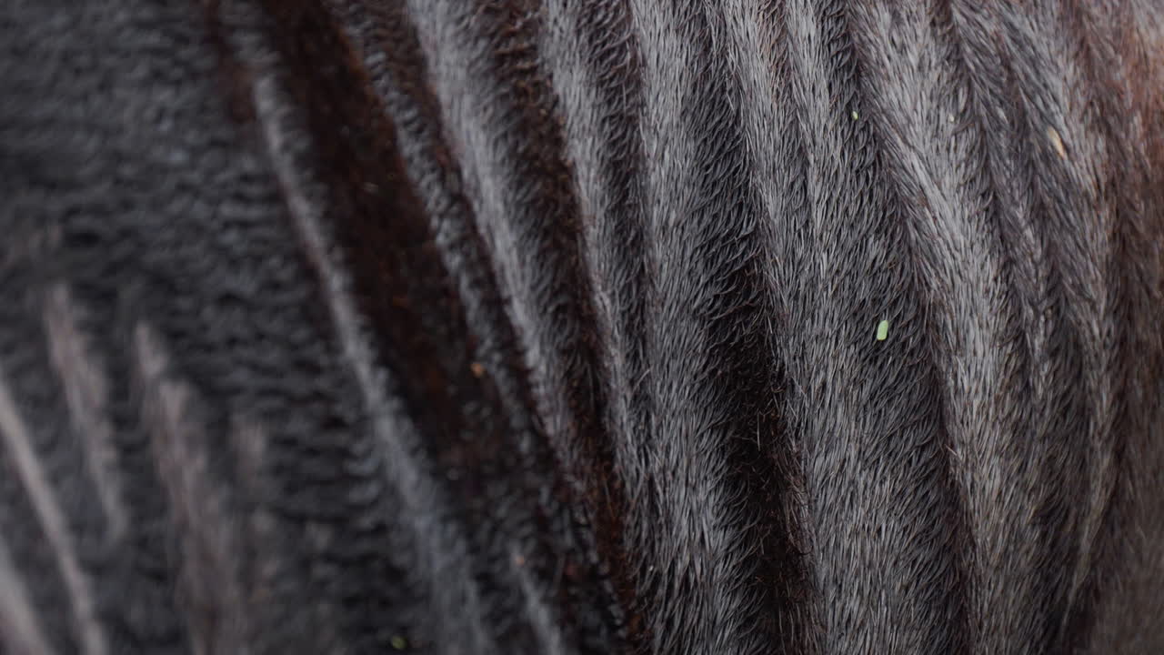 Close-up of horse's coat