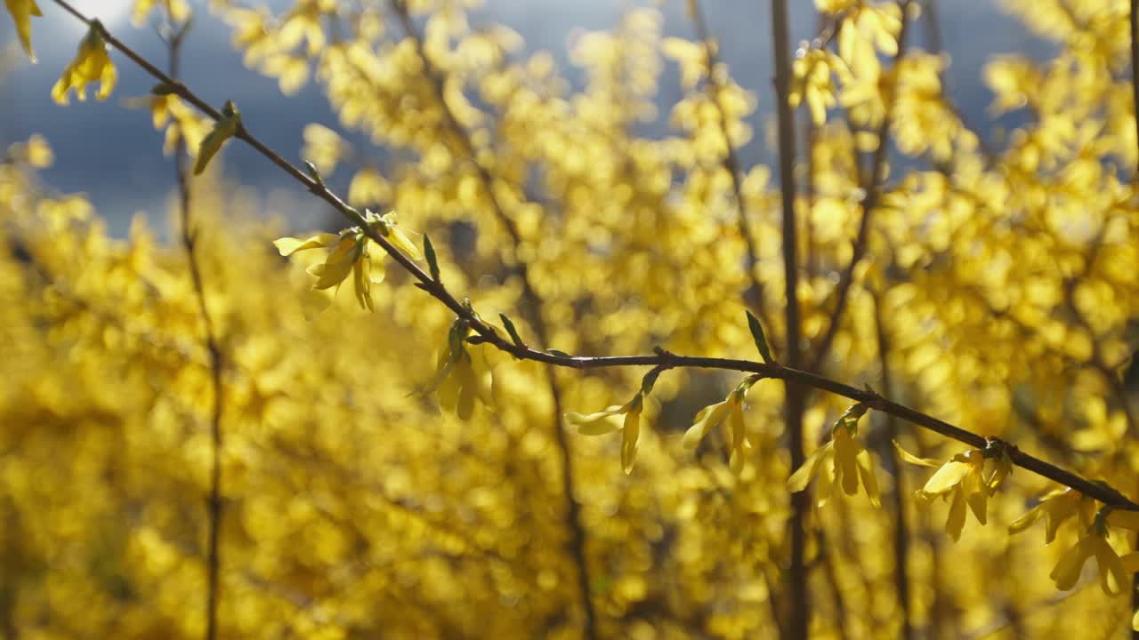 黄色いフォルシシアの花