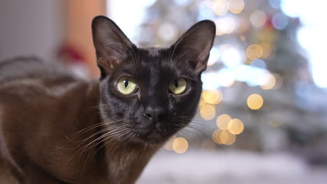 Black Cat at Christmas