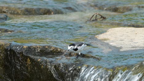 White-Wagtail-Forages-in-Wetlands-Walking-in-Shallow-Mountain-Creek-Rapids-Searching-Alga-and-Pecking-Underwater-Organisms---South-Korea-Wildlife