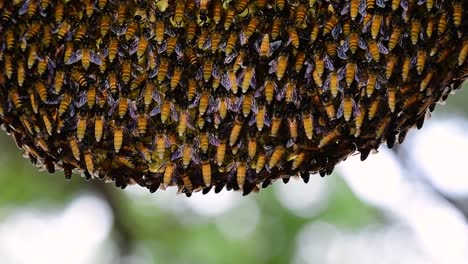 se sabe que las abejas melíferas gigantes construyen grandes colonias de nidos con bolsillos simétricos hechos de cera para almacenar miel como fuente de alimento.