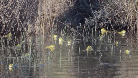 army of frogs rest and rehydrate in rippling pond, medium shot